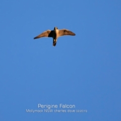 Falco peregrinus (Peregrine Falcon) at Mollymook, NSW - 11 Feb 2019 by Charles Dove