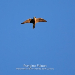 Falco peregrinus at Mollymook, NSW - 12 Feb 2019