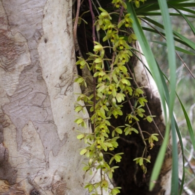 Cymbidium suave (Snake Orchid) at Sanctuary Point, NSW - 22 Nov 2016 by AlanS