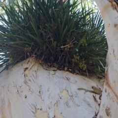 Cymbidium suave (Snake Orchid) at Sanctuary Point, NSW - 18 Dec 2013 by AlanS