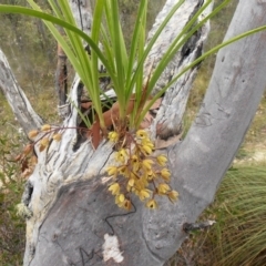 Cymbidium suave (Snake Orchid) at Parma Creek Nature Reserve - 12 Nov 2017 by AlanS