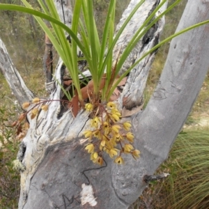 Cymbidium suave at Yerriyong, NSW - suppressed