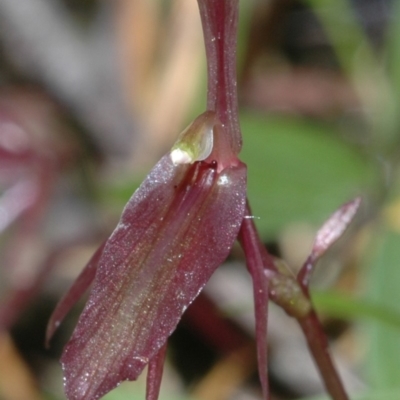 Cyrtostylis reniformis (Common Gnat Orchid) at Colymea State Conservation Area - 17 Jun 2005 by AlanS