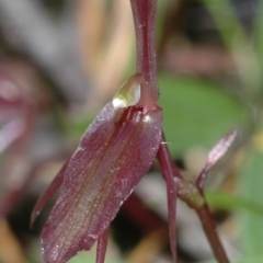 Cyrtostylis reniformis (Common gnat orchid) at Colymea State Conservation Area - 17 Jun 2005 by AlanS