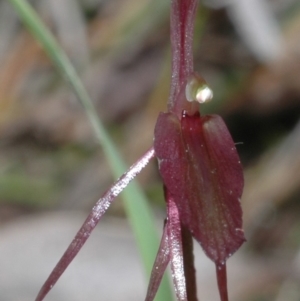 Cyrtostylis reniformis at suppressed - 18 Jun 2005