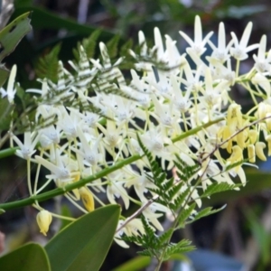 Dendrobium speciosum var. speciosum at Illaroo, NSW - 17 Sep 2013