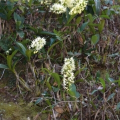 Thelychiton speciosa var. speciosa at Illaroo, NSW - suppressed