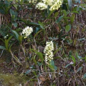 Dendrobium speciosum var. speciosum at Illaroo, NSW - suppressed