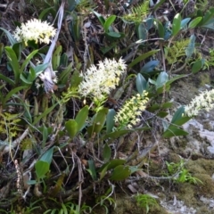 Dendrobium speciosum var. speciosum at Illaroo, NSW - suppressed