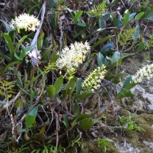 Thelychiton speciosa var. speciosa at Illaroo, NSW - suppressed