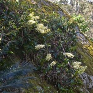 Dendrobium speciosum var. speciosum at Illaroo, NSW - suppressed