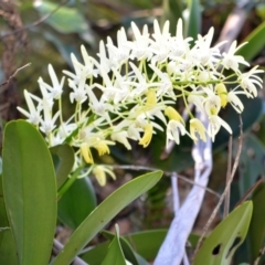 Dendrobium speciosum var. speciosum at Illaroo, NSW - suppressed