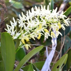 Thelychiton speciosa var. speciosa at Illaroo, NSW - suppressed