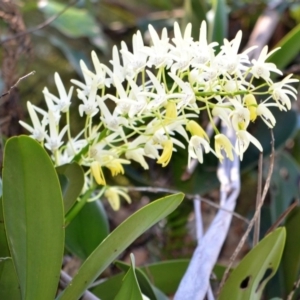 Dendrobium speciosum var. speciosum at Illaroo, NSW - 17 Sep 2013