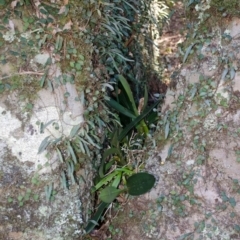 Dendrobium speciosum var. speciosum (Sydney Rock Orchid) at North Nowra, NSW - 6 Apr 2016 by AlanS