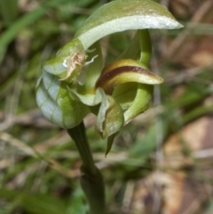 Pterostylis curta (Blunt Greenhood) at Sussex Inlet, NSW - 13 Aug 2008 by AlanS