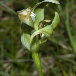 Pterostylis curta at Sussex Inlet, NSW - suppressed