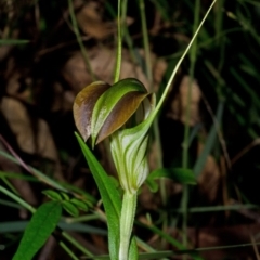 Pterostylis grandiflora (Cobra Greenhood) at Jervis Bay National Park - 29 May 2015 by AlanS