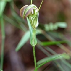 Pterostylis grandiflora at Comberton, NSW - 30 May 2015