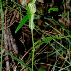 Pterostylis grandiflora at Comberton, NSW - suppressed