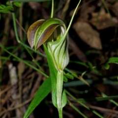 Pterostylis grandiflora at Comberton, NSW - 30 May 2015