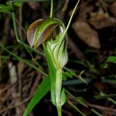 Pterostylis grandiflora at Comberton, NSW - suppressed