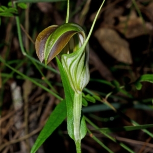 Pterostylis grandiflora at Comberton, NSW - suppressed