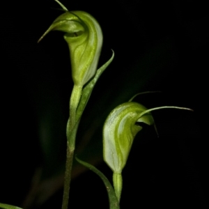 Diplodium alveatum (ACT) = Pterostylis alveata (NSW) at Budgong, NSW - suppressed