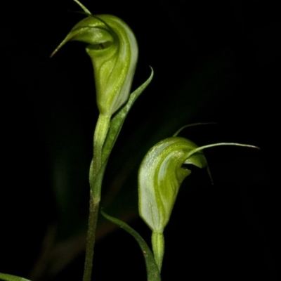 Pterostylis alveata (Coastal Greenhood) at Budgong, NSW - 5 Apr 2011 by AlanS