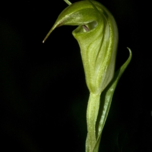 Diplodium alveatum (ACT) = Pterostylis alveata (NSW) at Budgong, NSW - suppressed