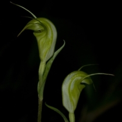 Diplodium alveatum (ACT) = Pterostylis alveata (NSW) at Budgong, NSW - 6 Apr 2011