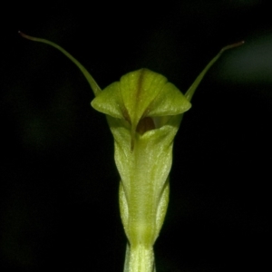 Diplodium alveatum (ACT) = Pterostylis alveata (NSW) at Budgong, NSW - suppressed