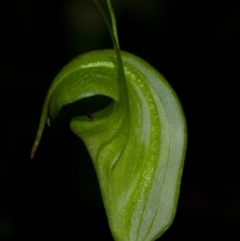 Pterostylis alveata (Coastal Greenhood) at Budgong, NSW - 7 Apr 2011 by AlanS