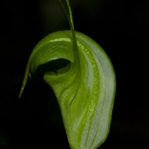 Diplodium alveatum (ACT) = Pterostylis alveata (NSW) at Budgong, NSW - suppressed