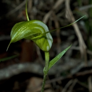 Diplodium alveatum (ACT) = Pterostylis alveata (NSW) at Saint Georges Basin, NSW - suppressed