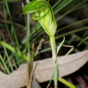 Pterostylis alveata at Yalwal, NSW - 4 Apr 2016