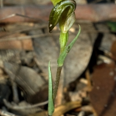 Pterostylis alveata (Coastal Greenhood) at Saint Georges Basin, NSW - 4 May 2009 by AlanS