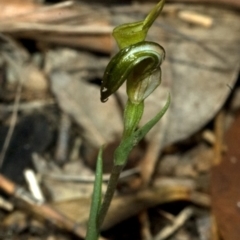 Diplodium alveatum (ACT) = Pterostylis alveata (NSW) at Saint Georges Basin, NSW - suppressed
