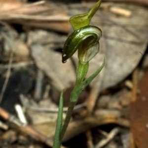 Diplodium alveatum (ACT) = Pterostylis alveata (NSW) at Saint Georges Basin, NSW - suppressed