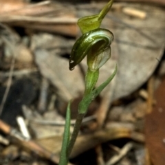 Pterostylis alveata at Saint Georges Basin, NSW - 5 May 2009