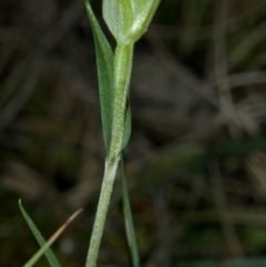 Diplodium alveatum (ACT) = Pterostylis alveata (NSW) at Saint Georges Basin, NSW - suppressed