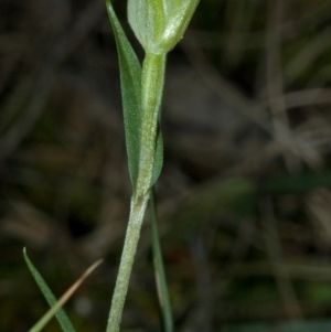 Diplodium alveatum (ACT) = Pterostylis alveata (NSW) at Saint Georges Basin, NSW - suppressed