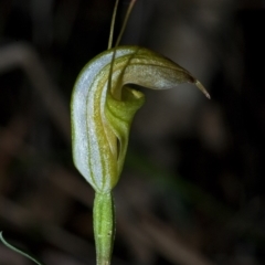 Diplodium alveatum (ACT) = Pterostylis alveata (NSW) at Saint Georges Basin, NSW - suppressed