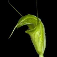 Diplodium alveatum (ACT) = Pterostylis alveata (NSW) at Saint Georges Basin, NSW - suppressed