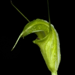 Pterostylis alveata at Saint Georges Basin, NSW - 5 May 2009