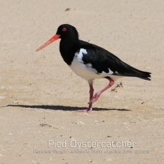 Haematopus longirostris (Australian Pied Oystercatcher) at Ulladulla, NSW - 14 Feb 2019 by Charles Dove