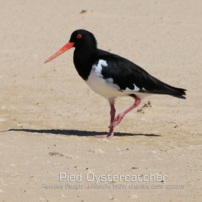 Haematopus longirostris (Australian Pied Oystercatcher) at Ulladulla, NSW - 14 Feb 2019 by Charles Dove