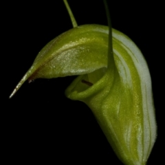 Pterostylis alveata (Coastal Greenhood) at Bugong National Park - 11 May 2010 by AlanS