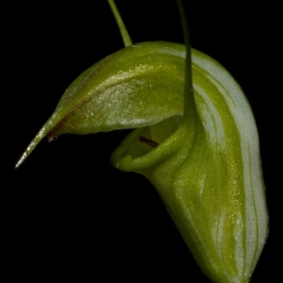 Diplodium alveatum (ACT) = Pterostylis alveata (NSW) (Coastal Greenhood) at Budgong, NSW - 12 May 2010 by AlanS