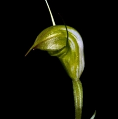 Diplodium alveatum (ACT) = Pterostylis alveata (NSW) at Budgong, NSW - 12 May 2010